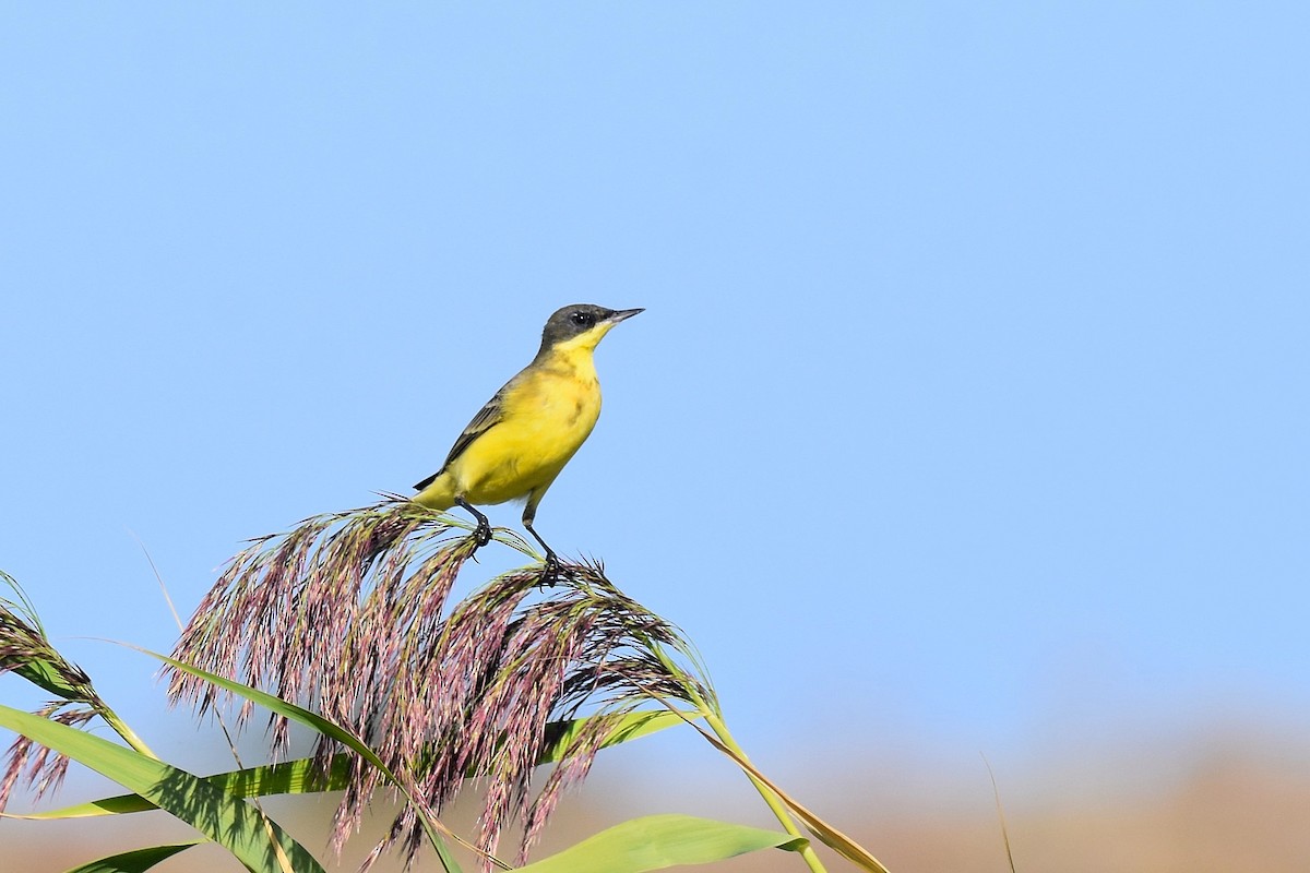 Western Yellow Wagtail (thunbergi) - ML642488971
