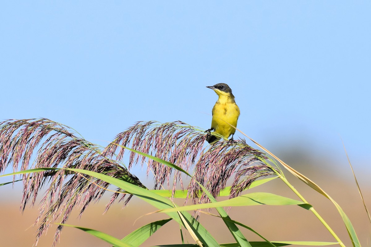 Western Yellow Wagtail (thunbergi) - ML642488973
