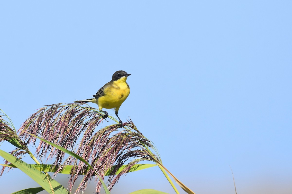 Western Yellow Wagtail (thunbergi) - ML642488975