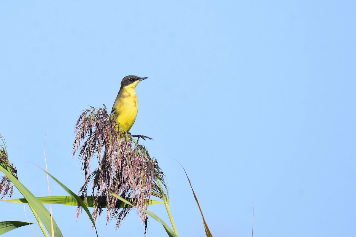 Western Yellow Wagtail (thunbergi) - ML642488978