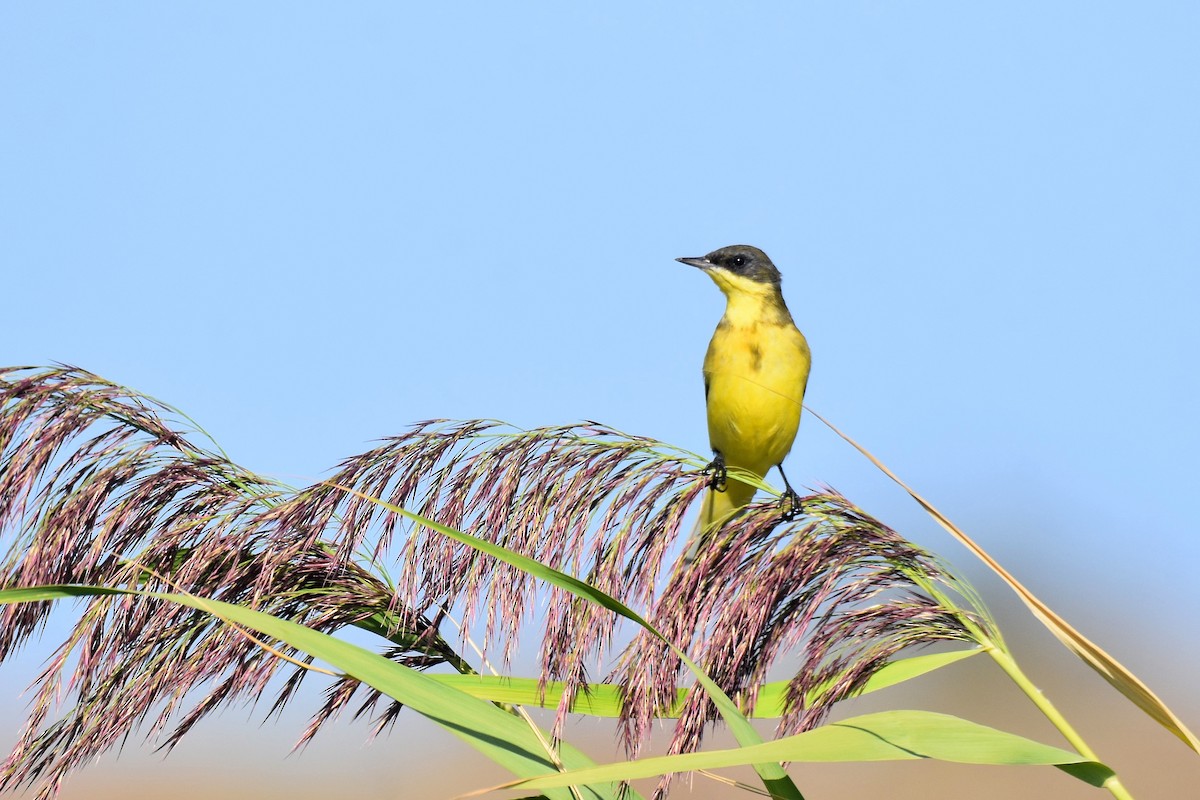 Western Yellow Wagtail (thunbergi) - ML642488979