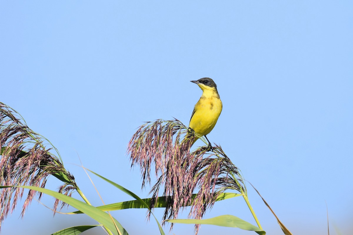 Western Yellow Wagtail (thunbergi) - ML642488981
