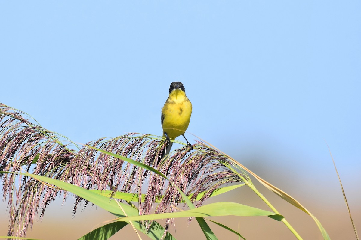 Western Yellow Wagtail (thunbergi) - ML642488982