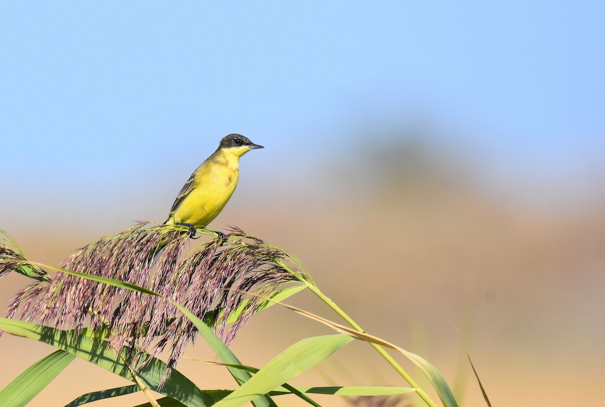 Western Yellow Wagtail (thunbergi) - ML642488983