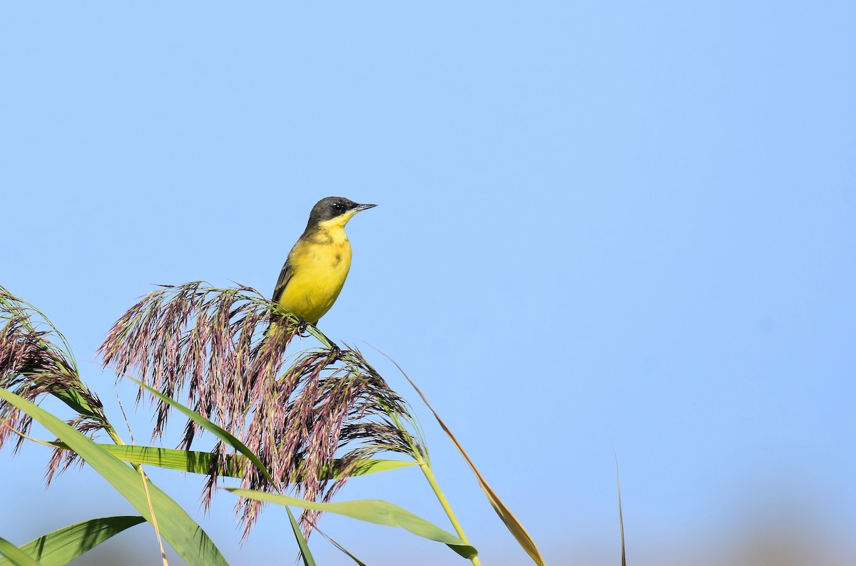 Western Yellow Wagtail (thunbergi) - ML642488984