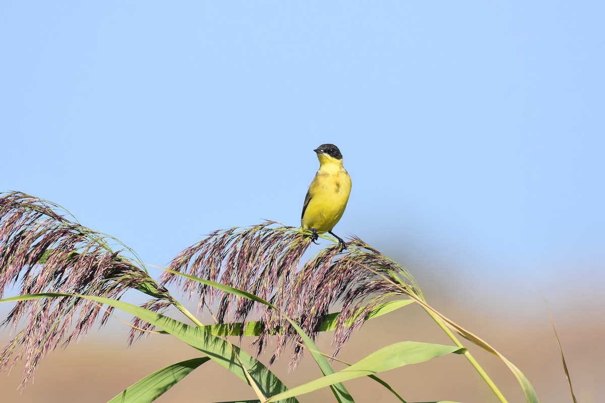 Western Yellow Wagtail (thunbergi) - ML642488985