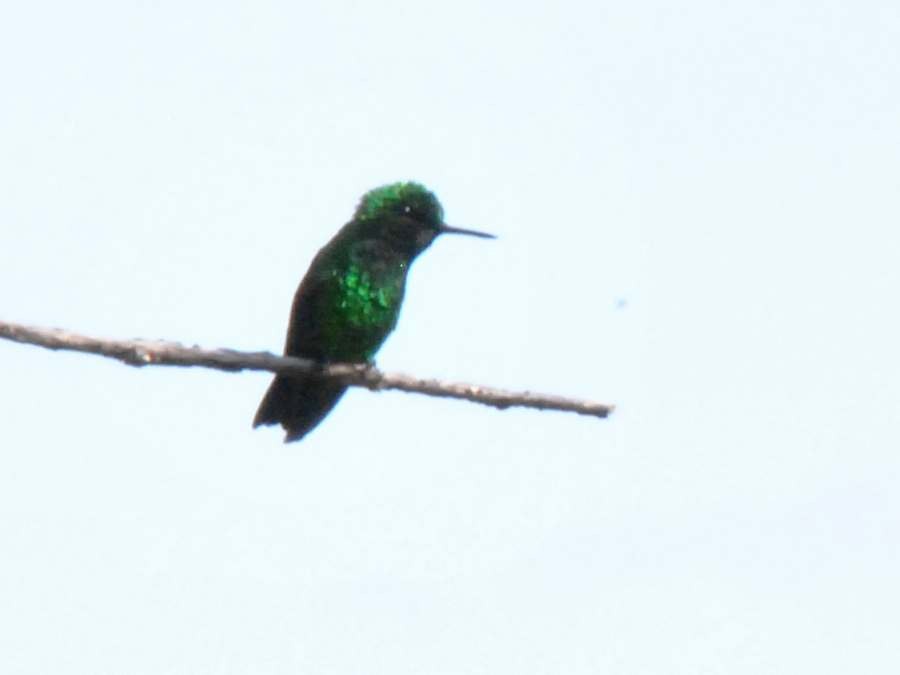 Blue-chinned Sapphire - ML642489002