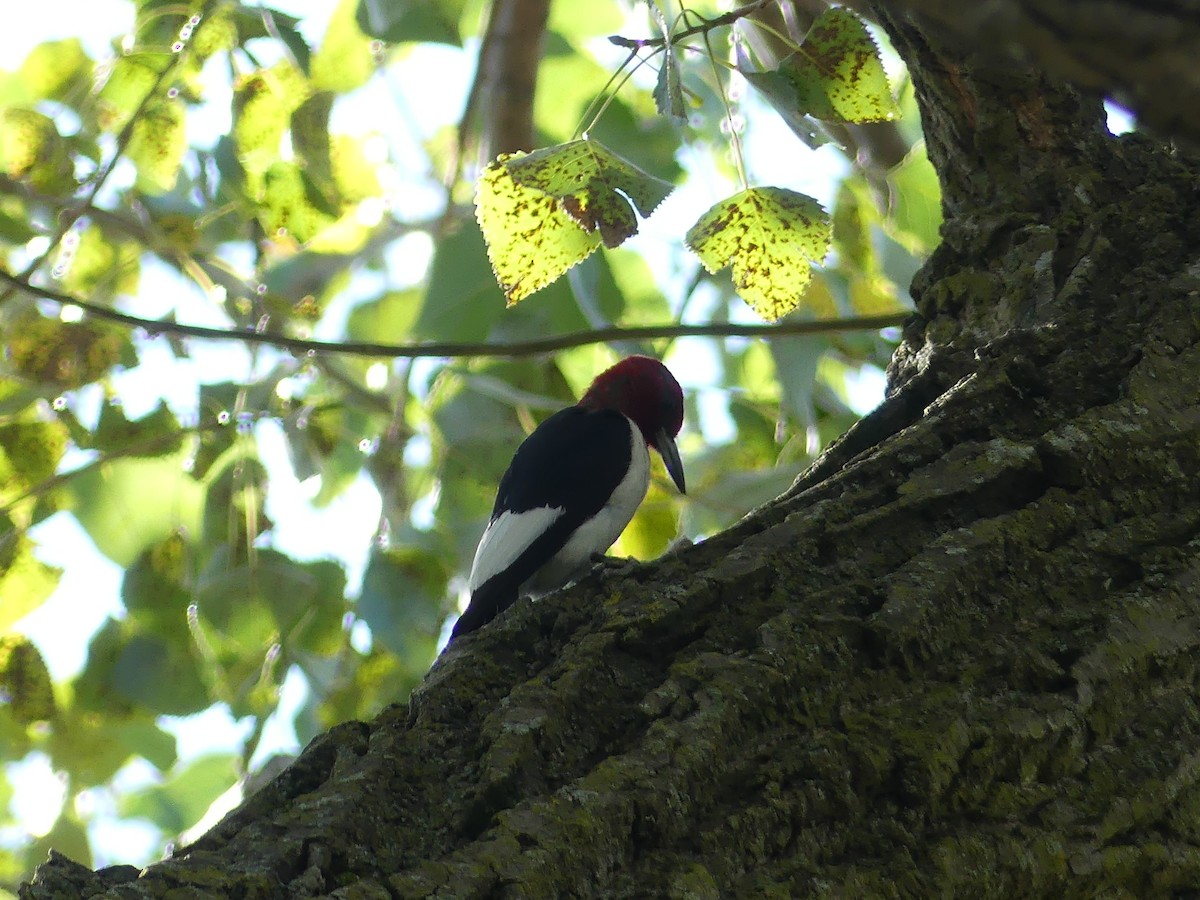 Red-headed Woodpecker - ML642489093