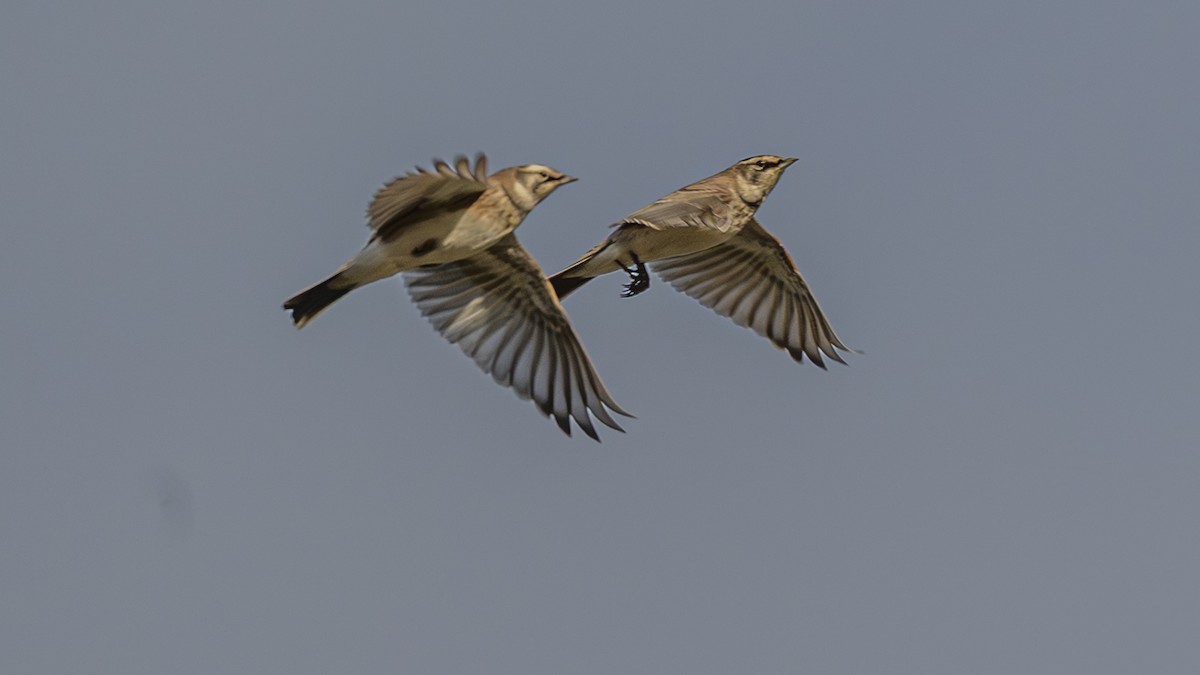 Horned Lark - ML642489106