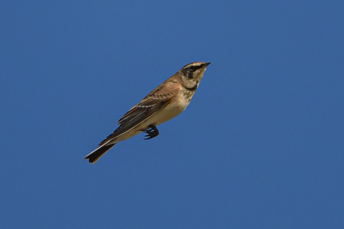 Horned Lark - ML642489107