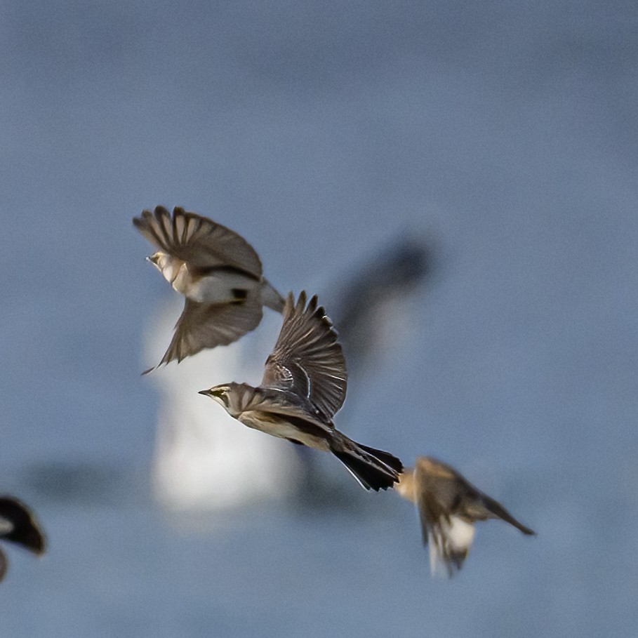 Horned Lark - ML642489108