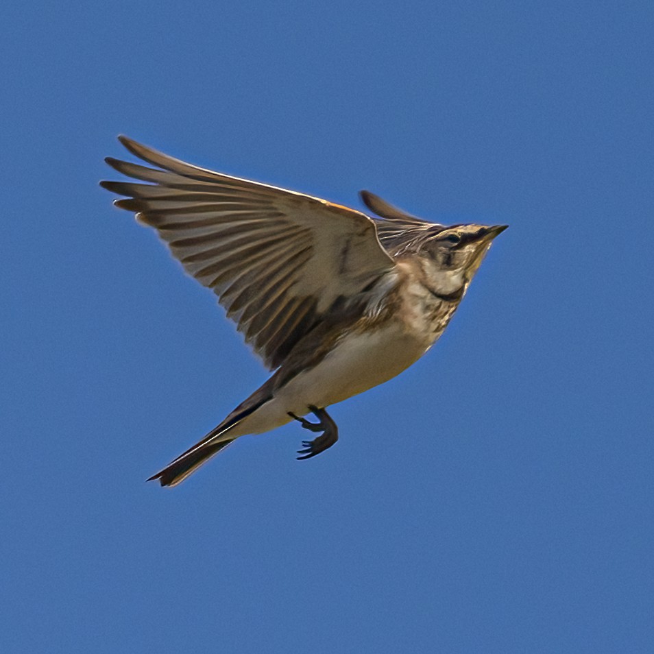 Horned Lark - ML642489110