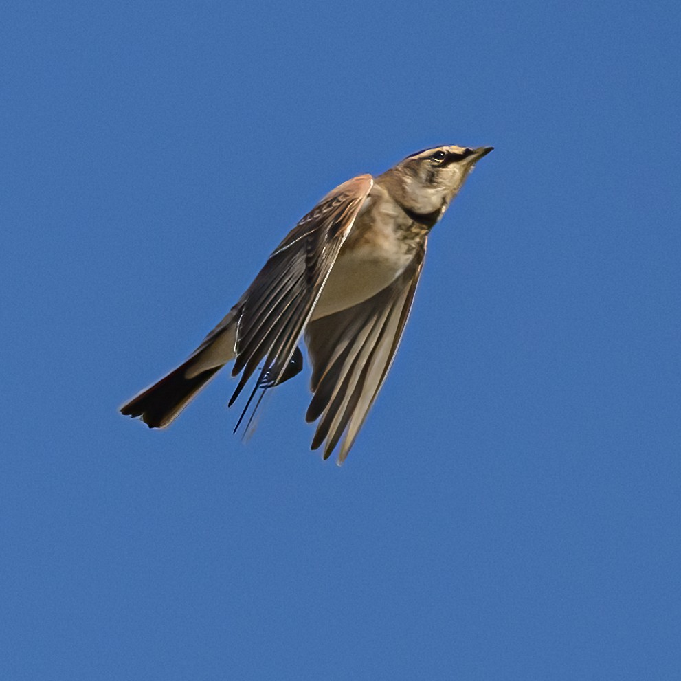 Horned Lark - ML642489111