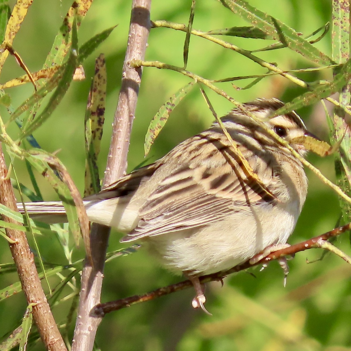 Clay-colored Sparrow - ML642489117