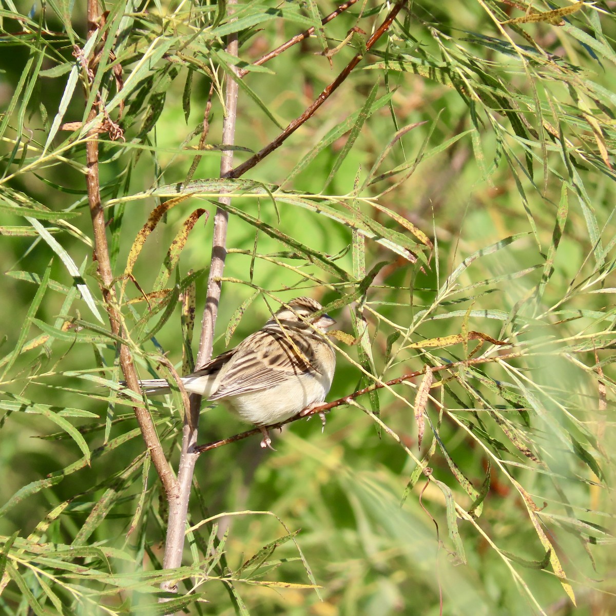 Clay-colored Sparrow - ML642489118