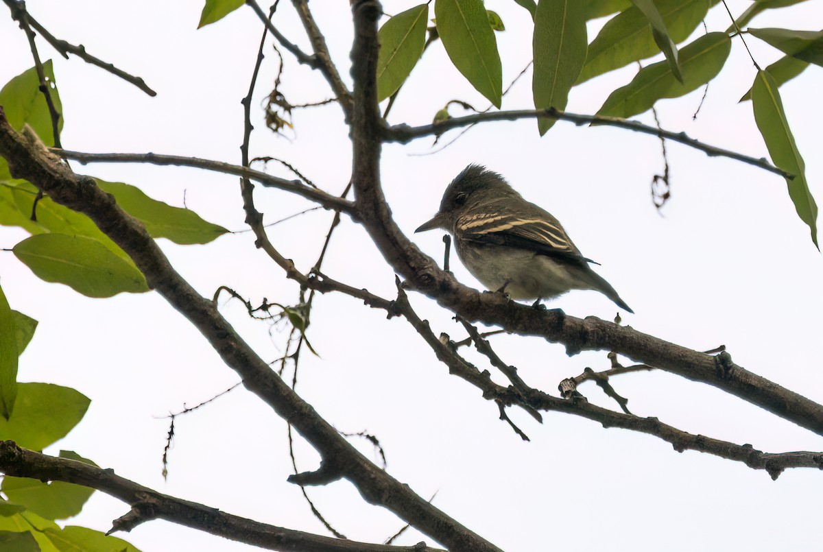 Eastern Wood-Pewee - ML642489133