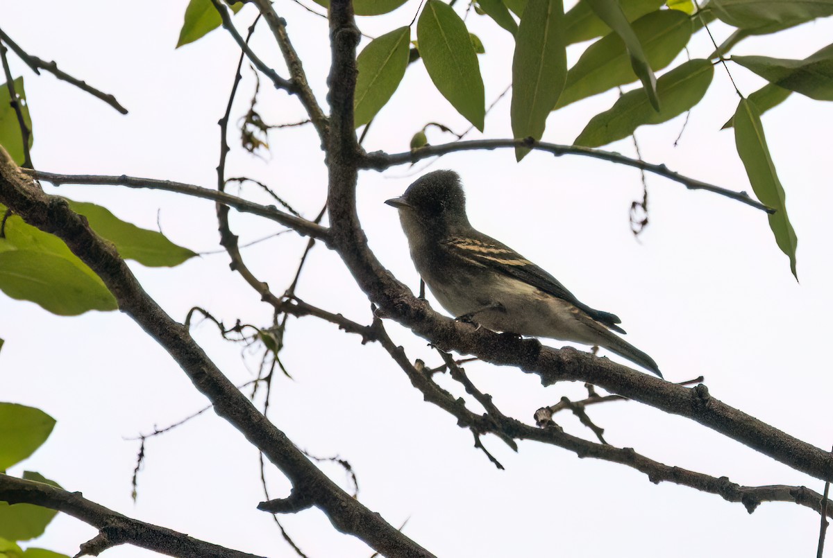 Eastern Wood-Pewee - ML642489134