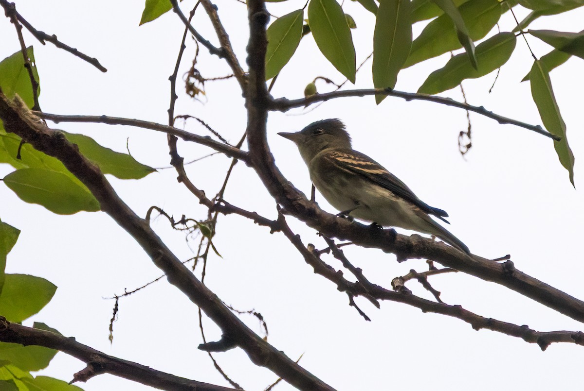 Eastern Wood-Pewee - ML642489135