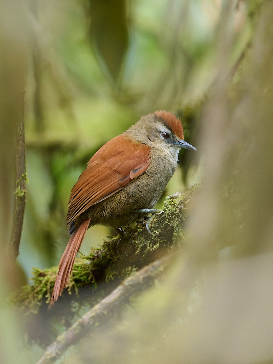 Marcapata Spinetail - ML642489179
