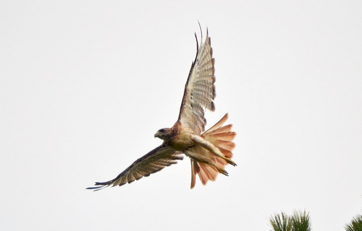 káně rudochvostá - ML642489278