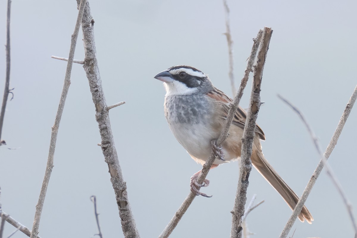 Stripe-headed Sparrow - ML642489303