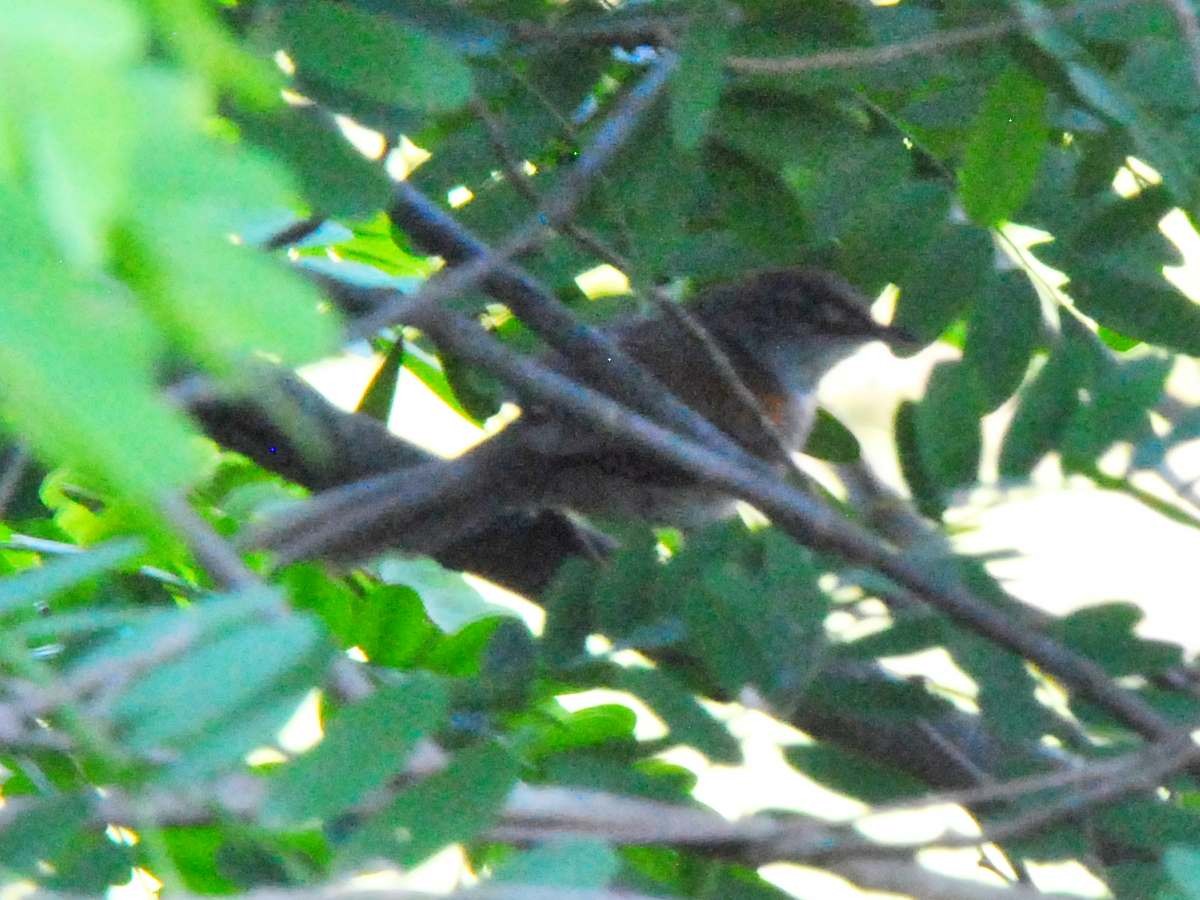 Pale-breasted Spinetail - ML642489334