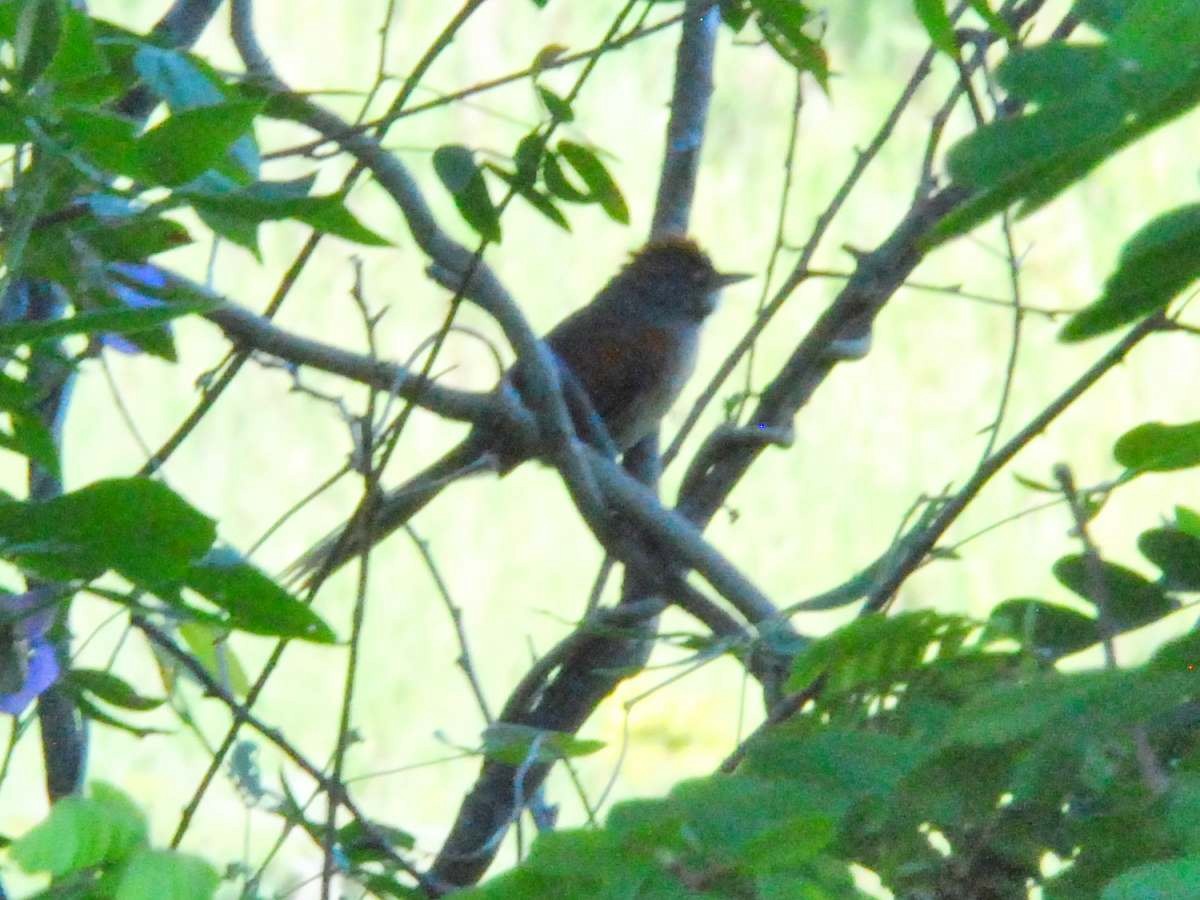 Pale-breasted Spinetail - ML642489342