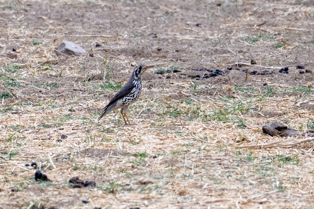Groundscraper Thrush - ML642489372