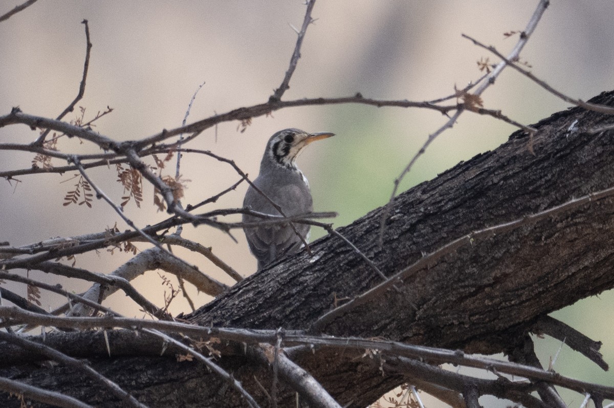 Groundscraper Thrush - ML642489373
