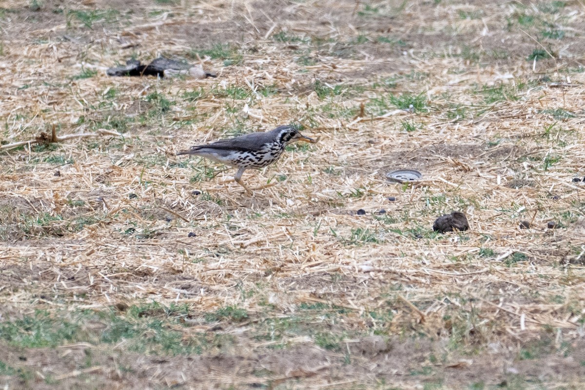 Groundscraper Thrush - ML642489374