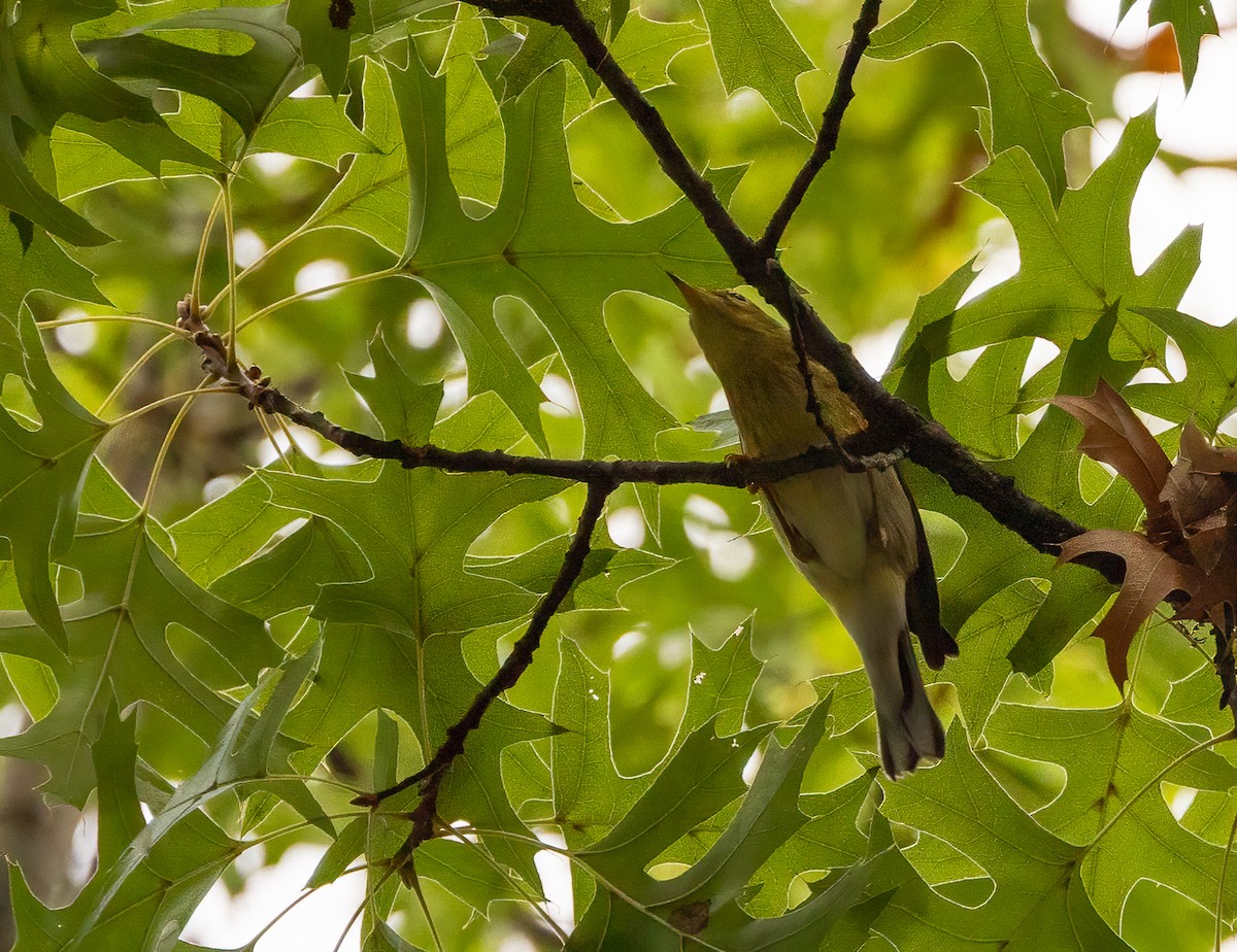 Blackpoll Warbler - ML642489410