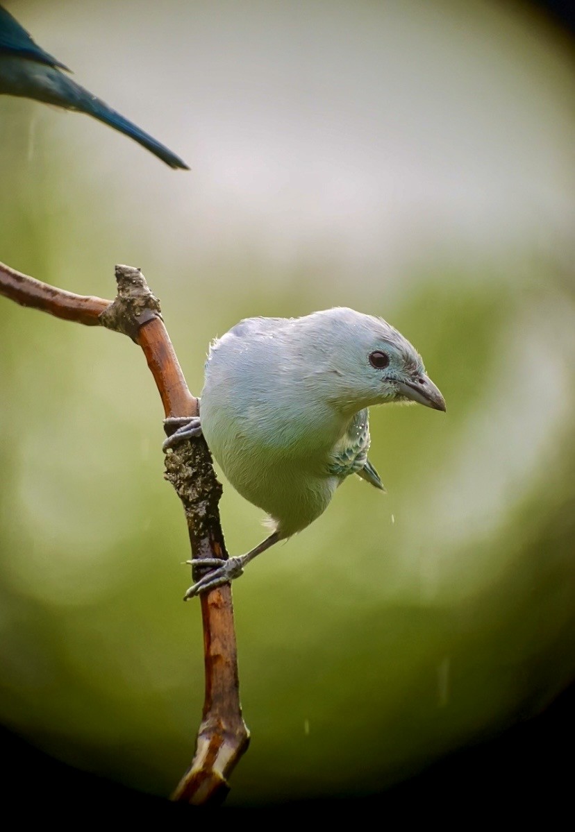 Blue-gray Tanager - ML642489432