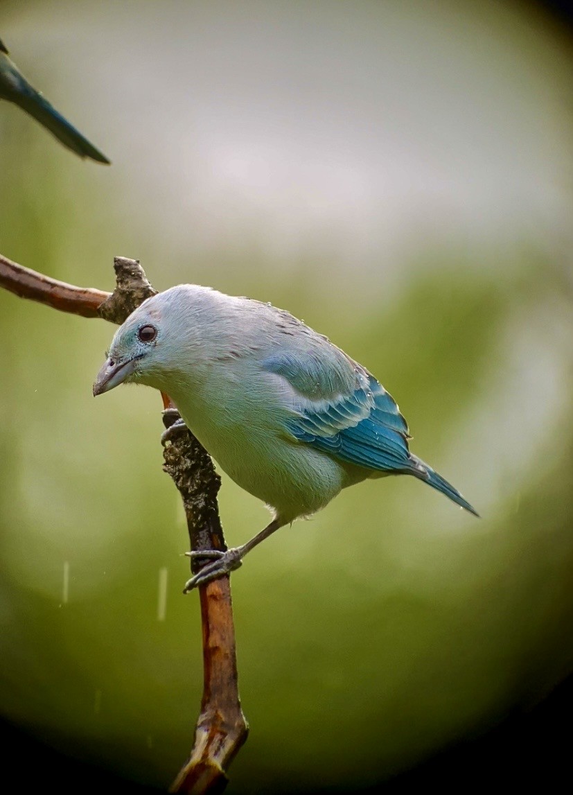 Blue-gray Tanager - ML642489433