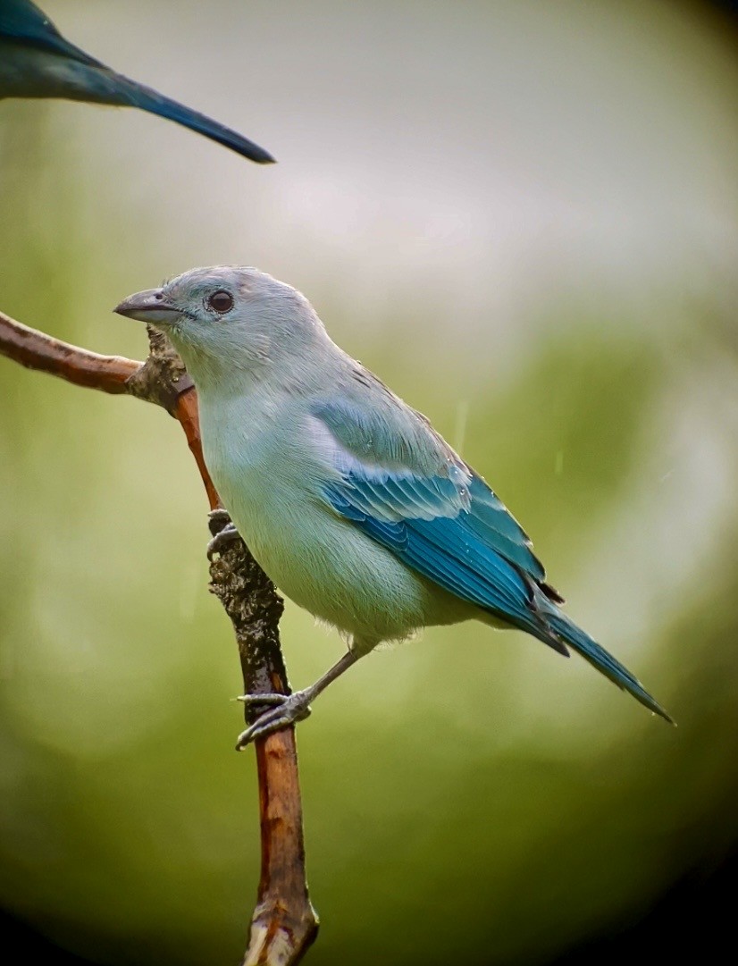 Blue-gray Tanager - ML642489434