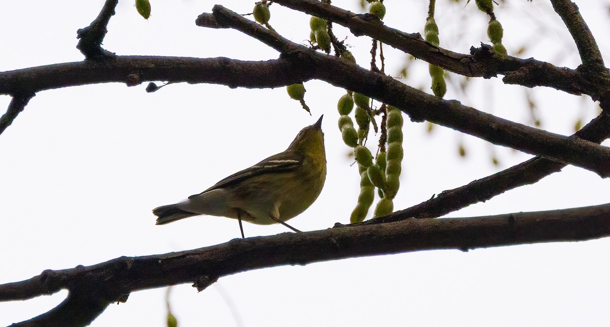 Blackpoll Warbler - ML642489436