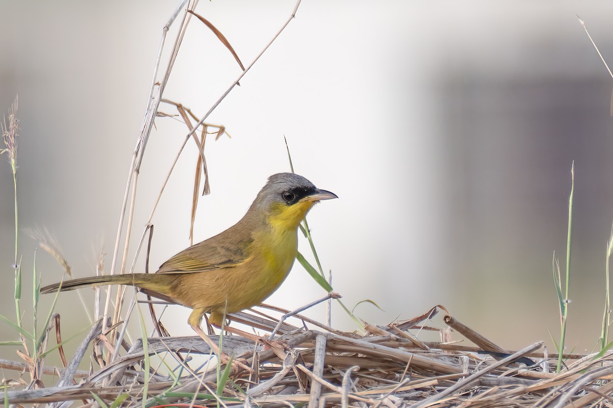Gray-crowned Yellowthroat - ML642489441