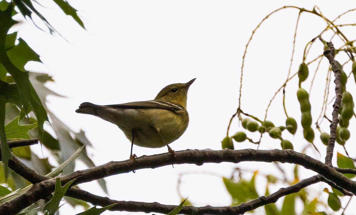 Blackpoll Warbler - ML642489451