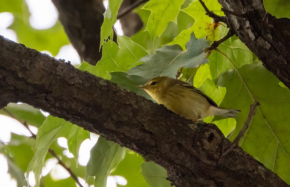 Blackpoll Warbler - ML642489473