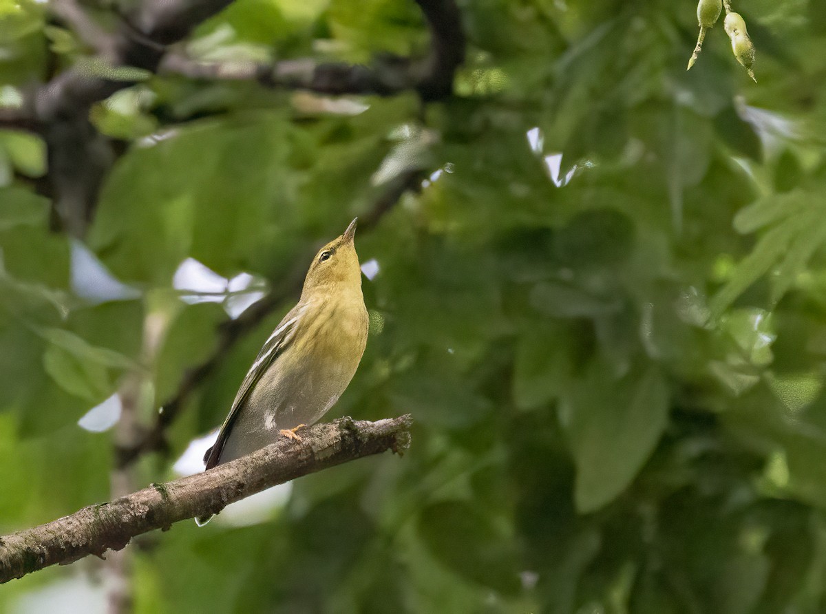 Blackpoll Warbler - ML642489474
