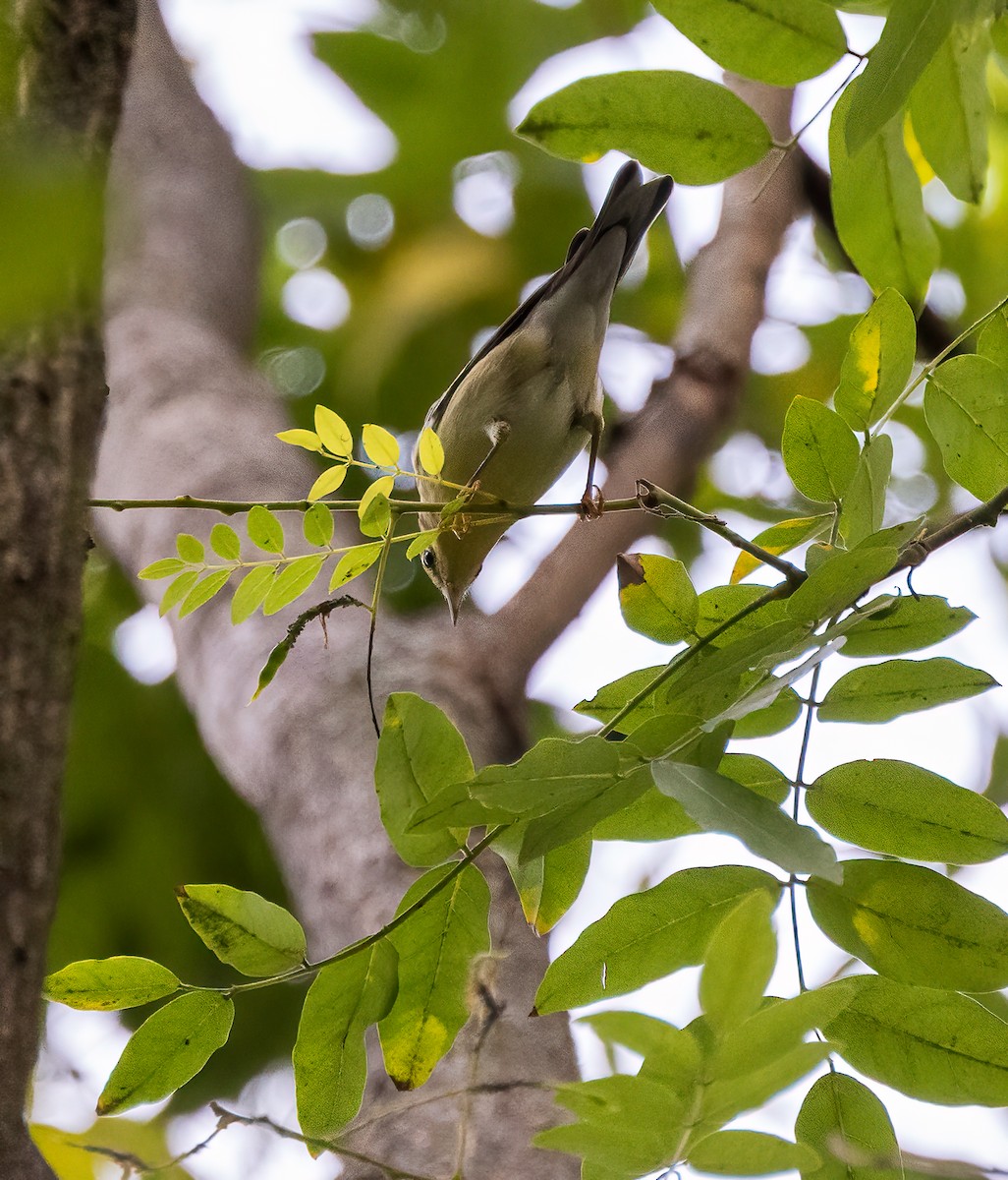 Blackpoll Warbler - ML642489475