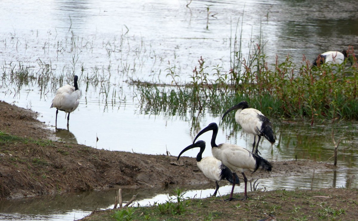 ibis posvátný - ML642489476