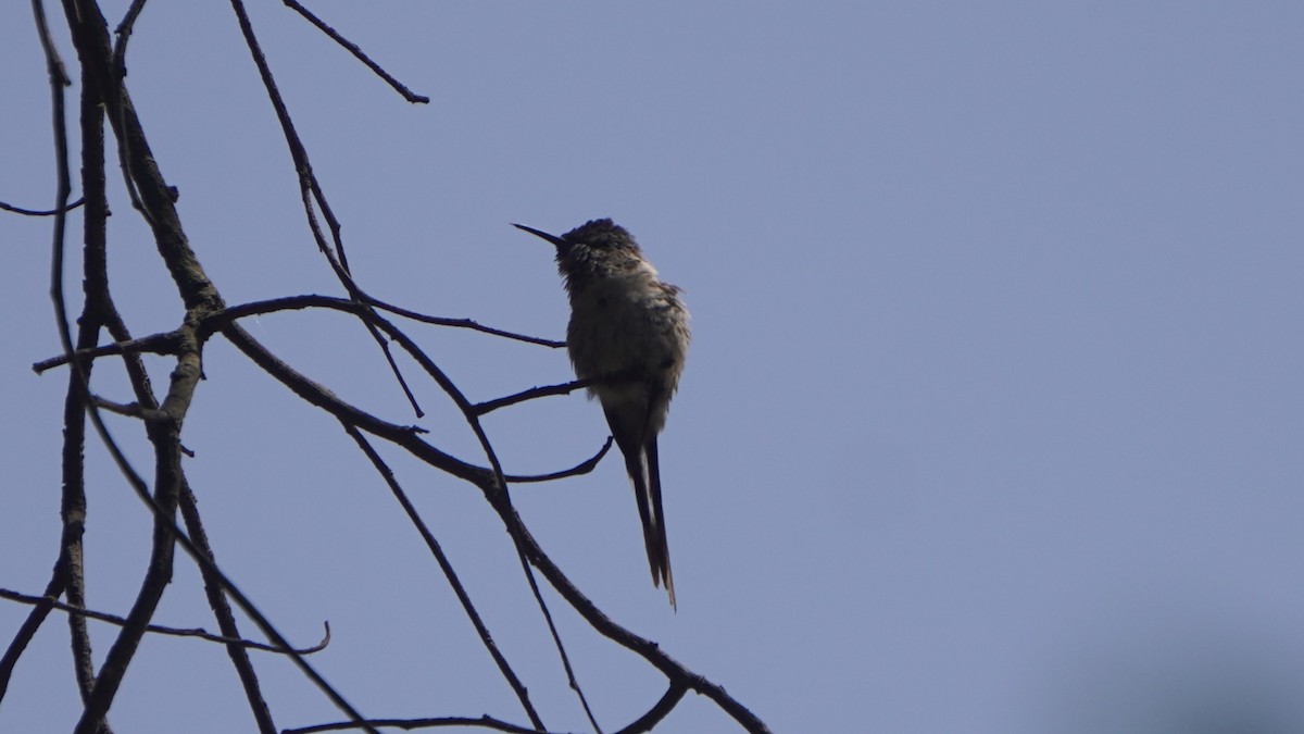 Peruvian Sheartail - ML642489485