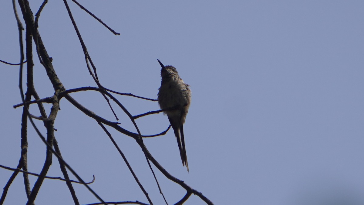 Peruvian Sheartail - ML642489486