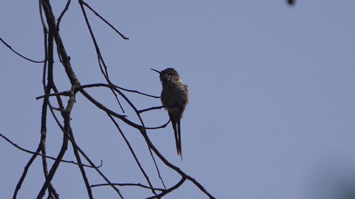 Peruvian Sheartail - ML642489487