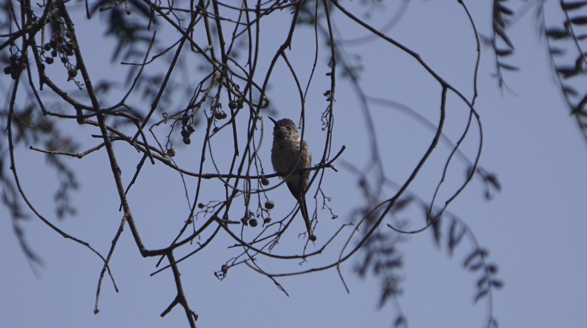 Peruvian Sheartail - ML642489488