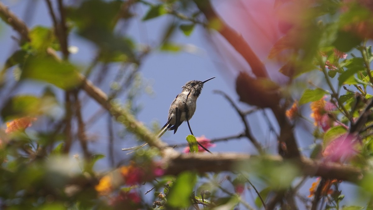 Peruvian Sheartail - ML642489489