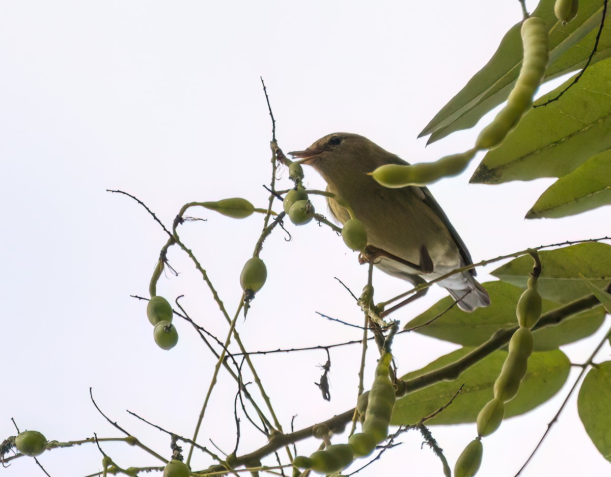 Blackpoll Warbler - ML642489492
