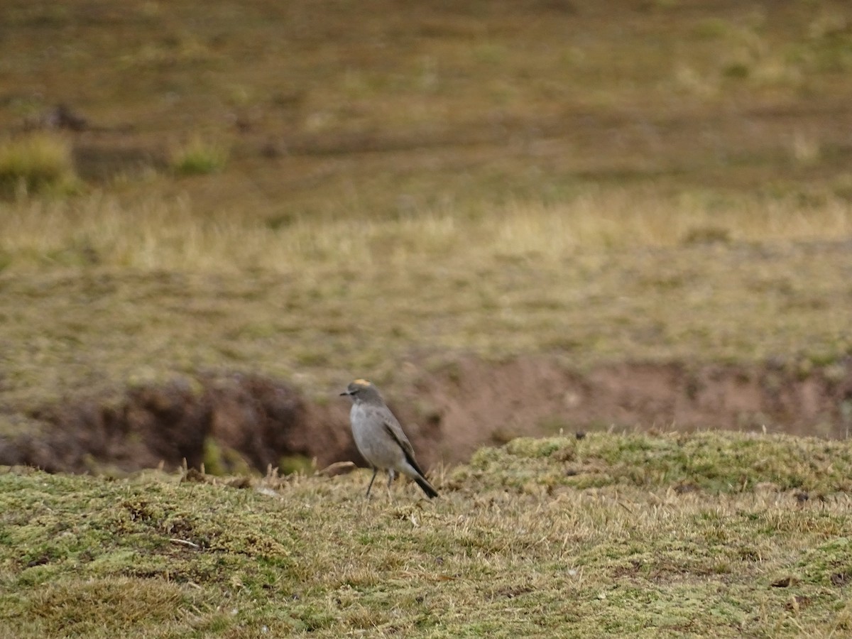 Ochre-naped Ground-Tyrant - ML642489494