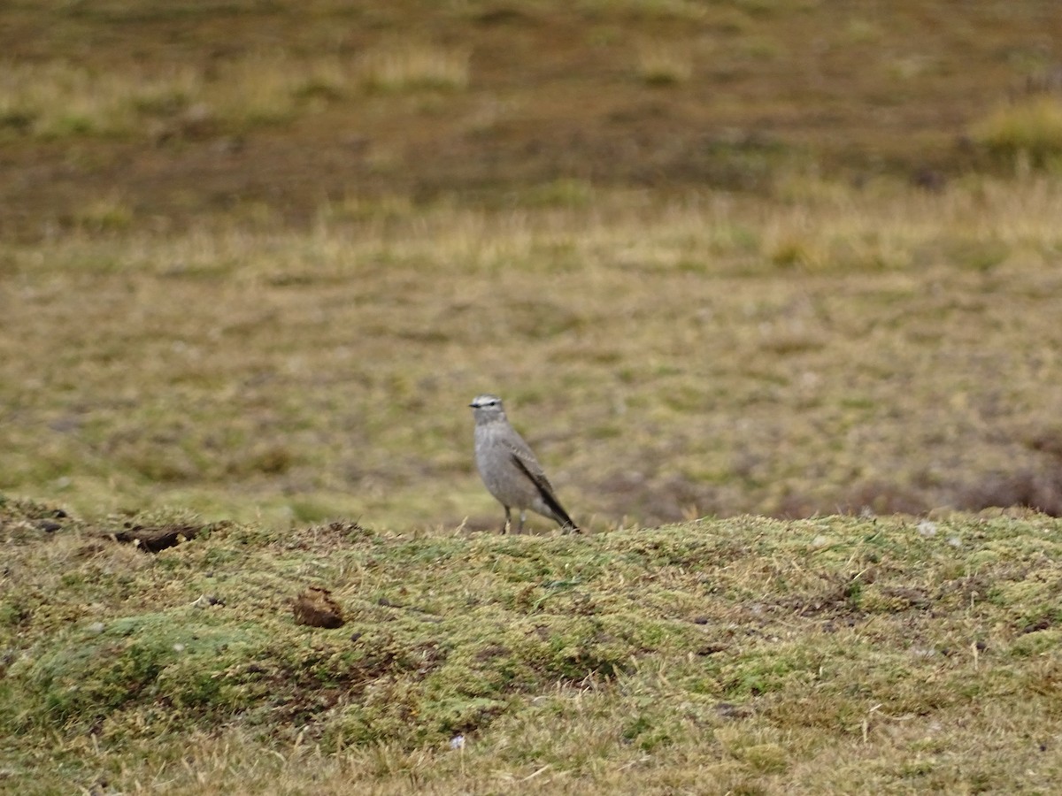 Ochre-naped Ground-Tyrant - ML642489498