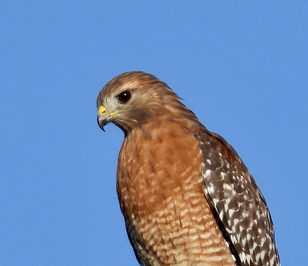 Red-shouldered Hawk - ML642489509